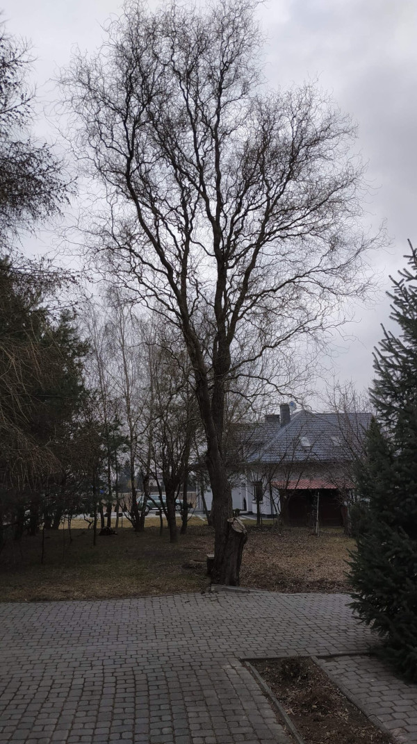 Wycinka drzew Lublin, usługi ogrodnicze, mycie elewacji i bruku - kontakt